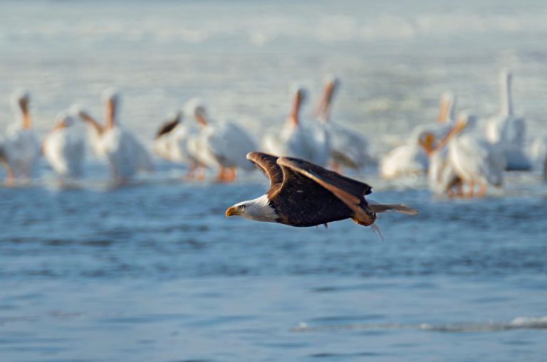 Besondere Aktivitäten in Illinois: Unsere Top 5! Besondere Aktivitäten Illinois Weisskopfseeadler Tom on Tour 768x509 - Besondere Aktivitäten in Illinois: Unsere Top 5!