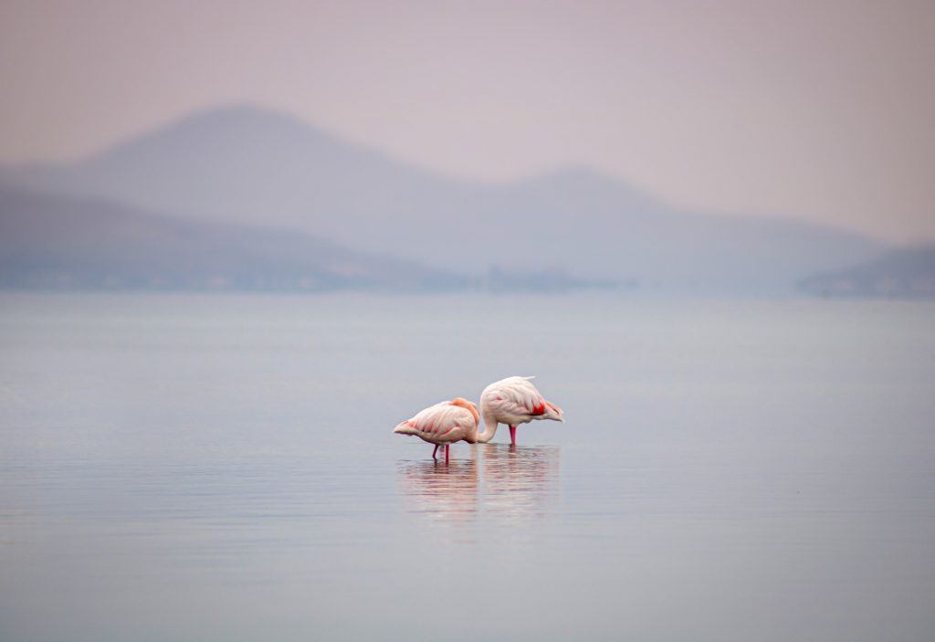 flamingos 5859192 1920 1024x703 - Die fototauglichsten Orte der Region Murcia