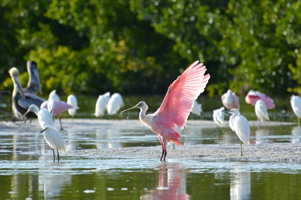© Fort Myers Islands Beaches and Neighboorhoods Roseate Spoonbill  J.N. Ding Darling Refuge Jason Boeckman 1024x683 - Eine emotionale Reise durch verborgene Paradiese