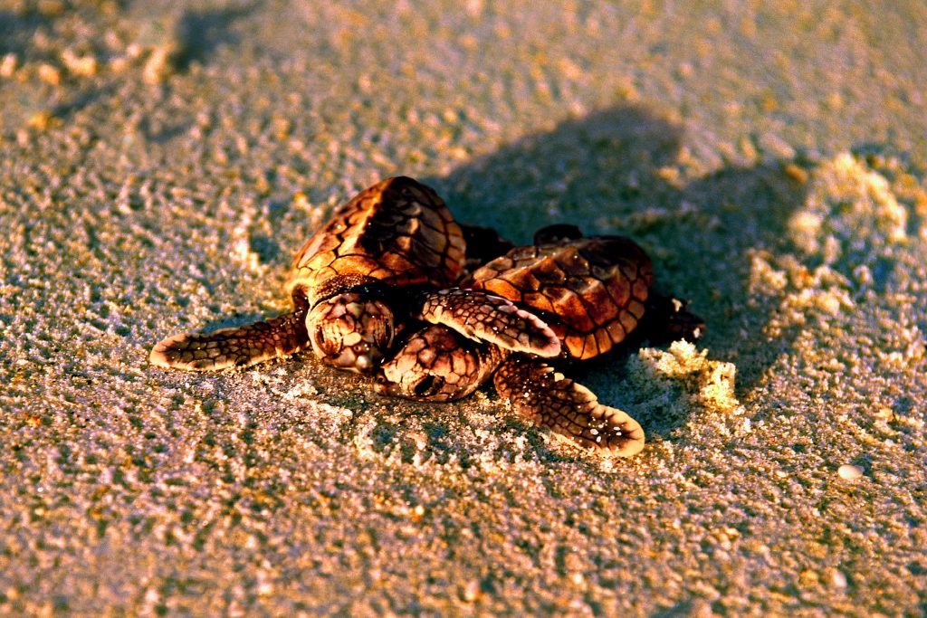 ©Fort Myers Islands Beaches and Neighborhoods Baby turtles 1024x683 - Eine emotionale Reise durch verborgene Paradiese