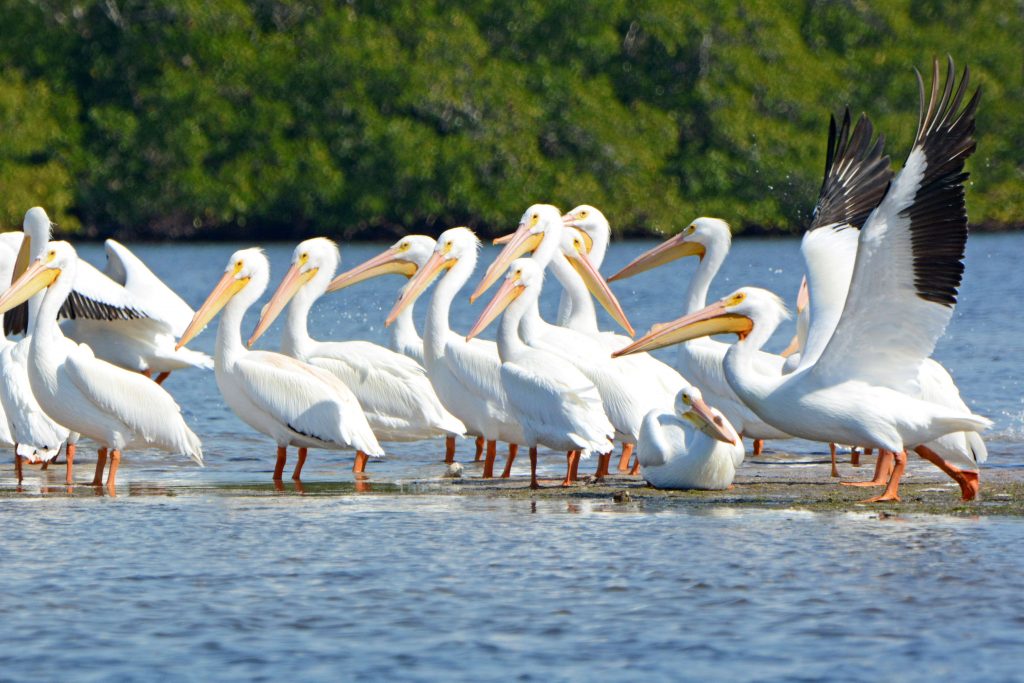 Weisse Pelikane cThe Beaches of Fort Myers Sanibel 1024x683 - Fort Myers - Eine emotionale Reise durch verborgene Paradiese