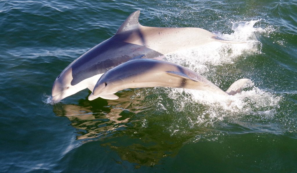 Die Magie des Great Calusa Blueway ©Fort Myers Islands Beaches and Neighborhoods Dolphins 1024x596 - Die Magie des Great Calusa Blueway
