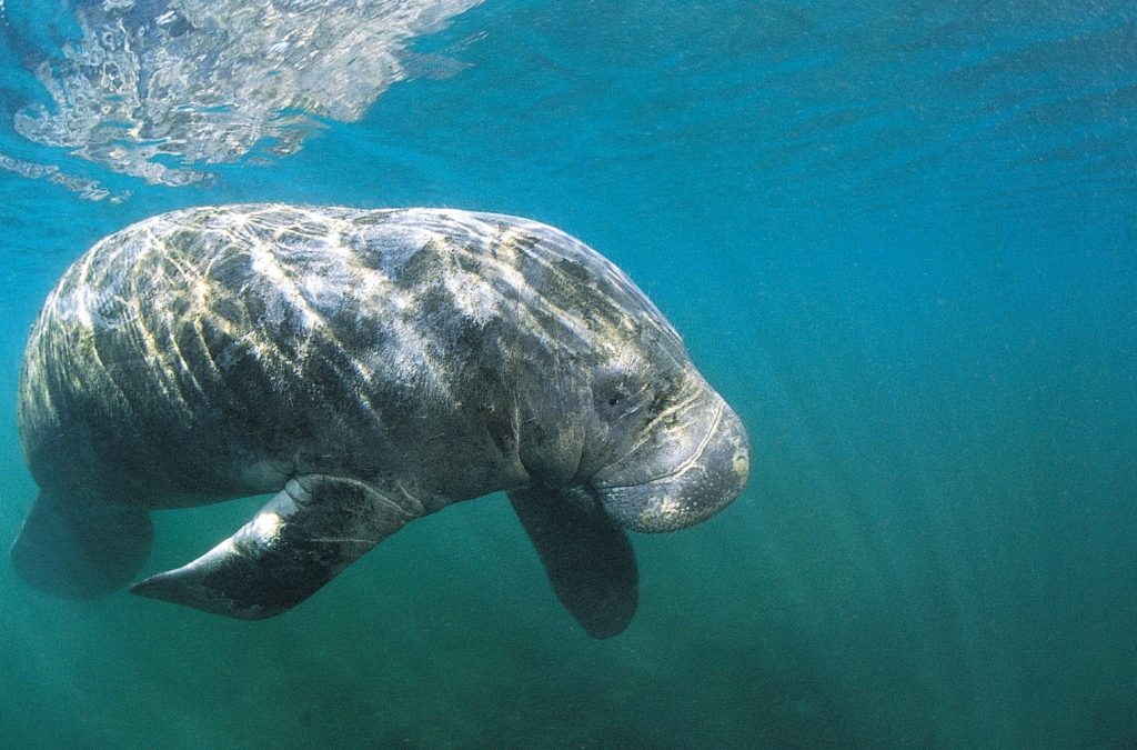 Fort Myers - Eine emotionale Reise durch verborgene Paradiese ©Fort Myers Islands Beaches and Neighborhoods Manatee quer 1024x675 - Fort Myers - Eine emotionale Reise durch verborgene Paradiese