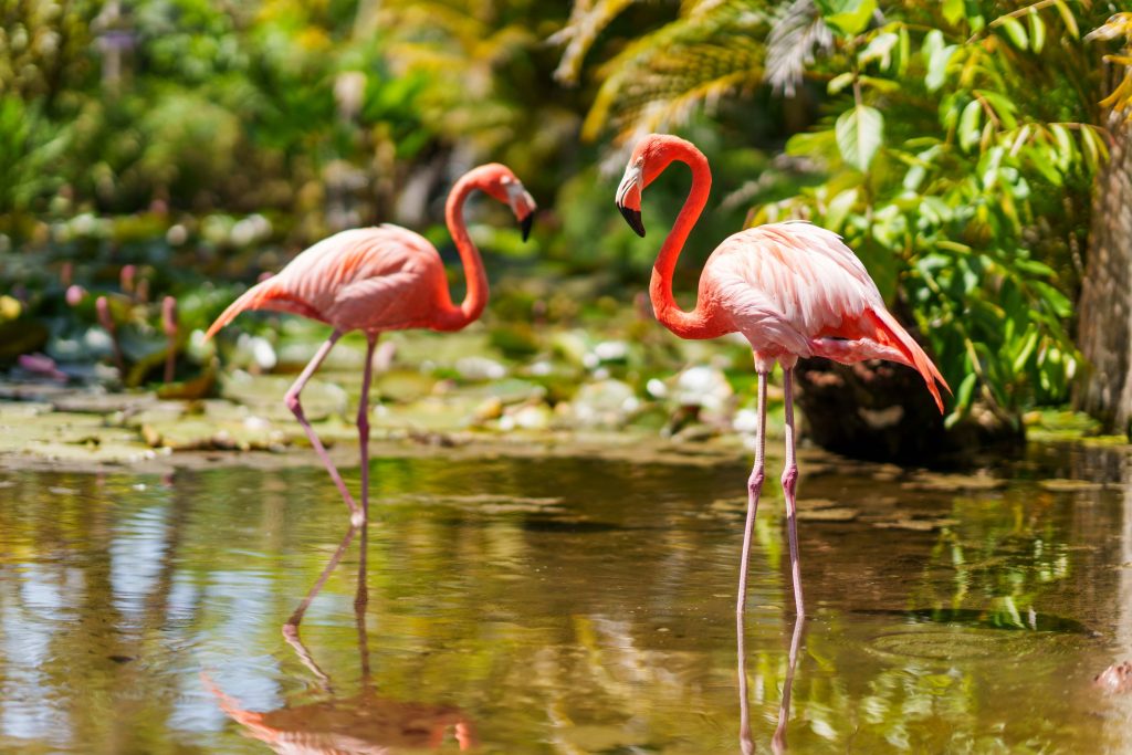 Fort Myers - Eine emotionale Reise durch verborgene Paradiese ©Fort Myers Islands Beaches and Neighborhoods NickAdamsPhotog1011 1024x683 - Fort Myers - Eine emotionale Reise durch verborgene Paradiese