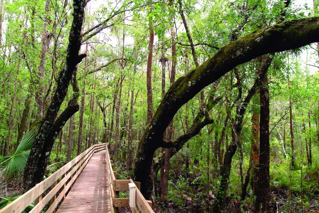 Die Magie des Great Calusa Blueway ©The Beaches of Fort Myers Sanibel CYPRESS 1024x685 - Die Magie des Great Calusa Blueway