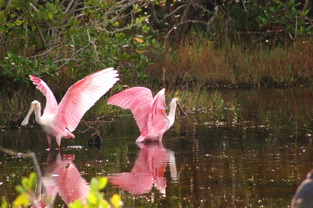Die Magie des Great Calusa Blueway ©The Beaches of Fort Myers Sanibel Spoonbills 1024x681 - Die Magie des Great Calusa Blueway