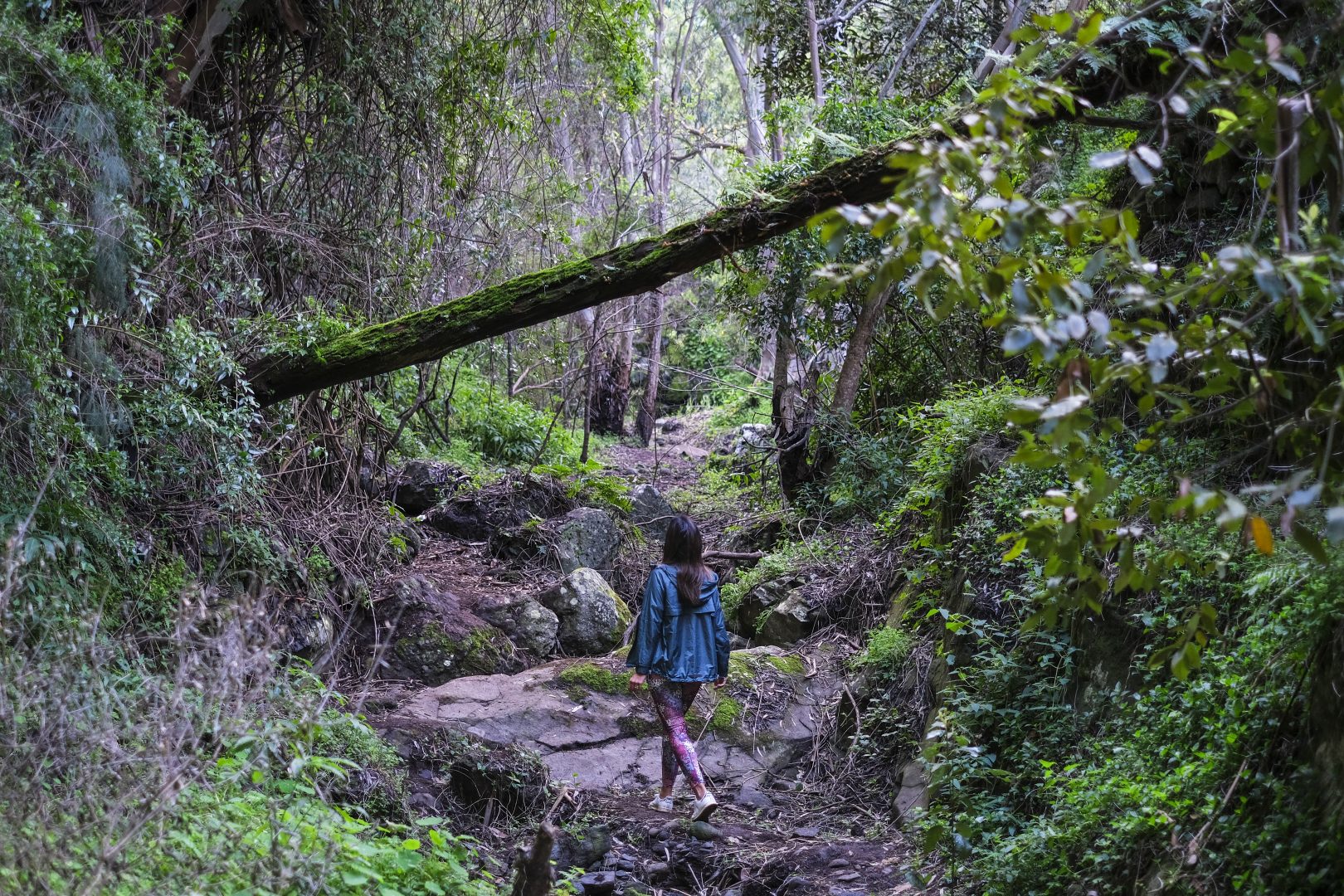 07 25 1620x1080 - Gran Canaria: Wenn ein Wald verschwindet – und Geschichten Wurzeln schlagen