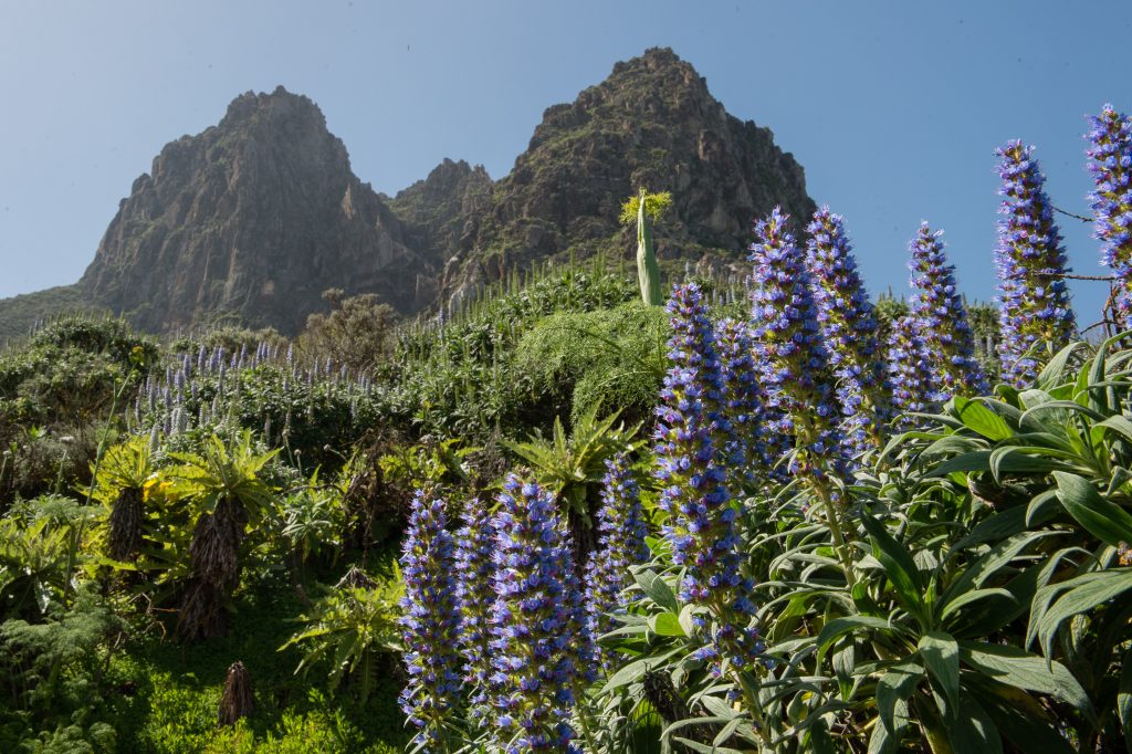 170 1024x682 - Gran Canaria: Wenn ein Wald verschwindet – und Geschichten Wurzeln schlagen