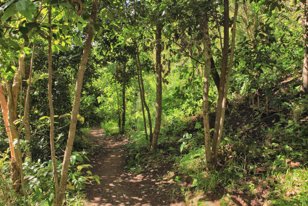 Bildschirmfoto 2025 12 10 um 12.37.20 1024x686 - Gran Canaria: Wenn ein Wald verschwindet – und Geschichten Wurzeln schlagen