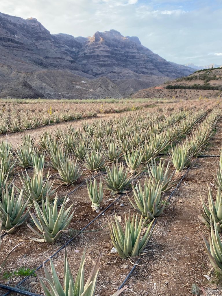 IMG 2773 768x1024 - Gran Canaria - Die wahre Bedeutung von Genuss