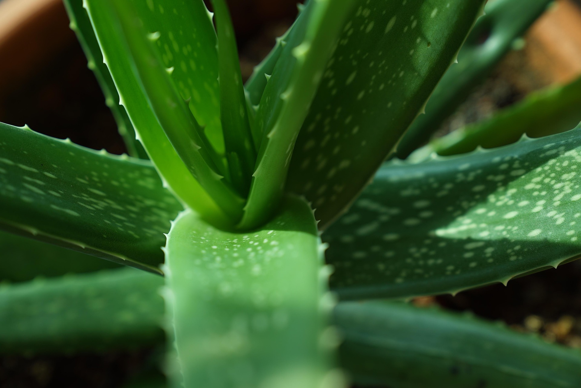aloe vera plants 2731140 1920 - Gran Canaria - Die wahre Bedeutung von Genuss